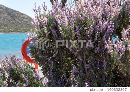 Blooming purple sea lavender bushes on the coast with an orange lifebuoy and turquoise sea water in Elounda, Crete, Greece Blooming purple sea lavender bushes on the coast with an orange lifebuoy and turquoise sea water in Elounda, Crete, Greece 140832867