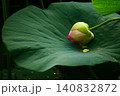 蓮の葉に寄り添う蓮の蕾 140832872