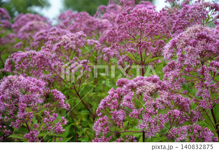 Blossoms of  purple Joe-Pye weed 140832875