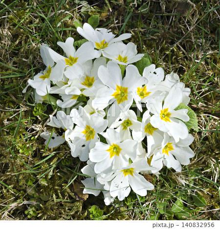White primrose White primrose 140832956