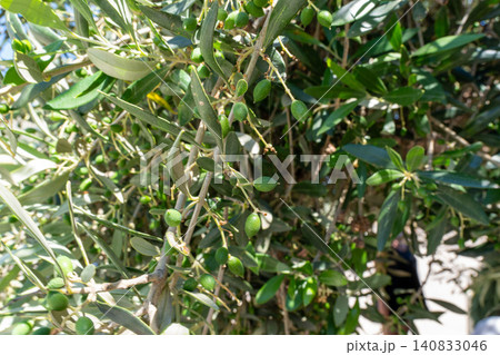 Close up of raw Koroneiki olive tree branch on Crete island Close up of raw Koroneiki olive tree branch on Crete island 140833046