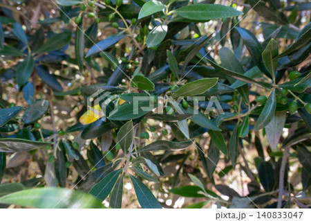 Close up of raw Koroneiki olive tree branch on Crete island Close up of raw Koroneiki olive tree branch on Crete island 140833047