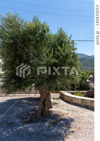 Koroneiki olive tree growing near modern oil production factory Koroneiki olive tree growing near modern oil production factory 140833053