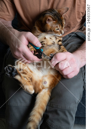 Vertical close-up of trimming claws of a domestic Bengal cat 140833067