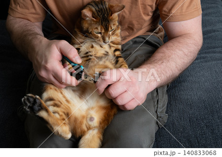 Trimming claws of a Bengal cat close up 140833068