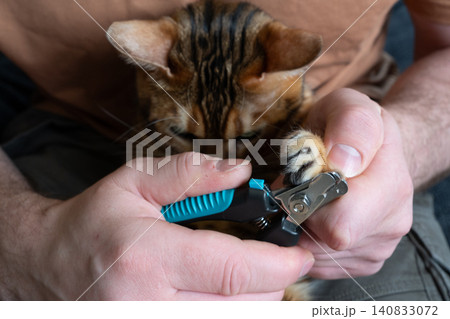 Trimming claws of a Bengal cat close up Trimming claws of a Bengal cat close up 140833072