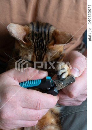 Vertical close-up of trimming claws of a domestic Bengal cat Vertical close-up of trimming claws of a domestic Bengal cat 140833073