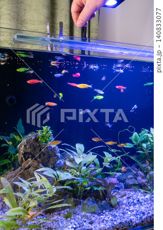 Feeding fish in home freshwater aquarium 140833077
