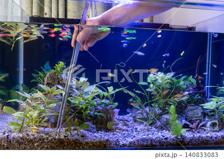Trimming aquatic plants in freshwater aquarium with scissors Trimming aquatic plants in freshwater aquarium with scissors 140833083