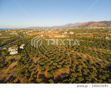 Aerial panoramic view of olive grove plantation in Mediterranean hills Aerial panoramic view of olive grove plantation in Mediterranean hills 140833091