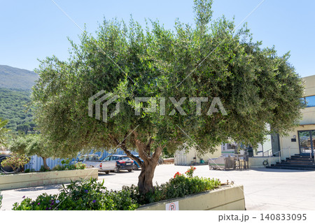 Koroneiki olive tree growing near modern oil production factory 140833095