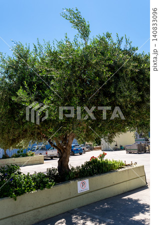 Koroneiki olive tree growing near modern oil production factory Koroneiki olive tree growing near modern oil production factory 140833096