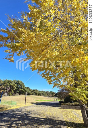 秋晴れの青空に映える公園の大イチョウ黄葉と黄色い落ち葉の散歩道 140833257