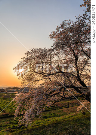 黄金色の夕光に包まれて輝く満開のサクラと眼下に広がる田園風景 黄金色の夕光に包まれて輝く満開のサクラと眼下に広がる田園風景 140833471