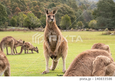 A large wild male Forester Kangaroo in Tasmania, Australia 140833586