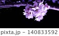 黒い夜空を背景にぶら下がる夜桜の花房・左側に大きなコピースペース 140833592