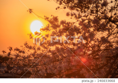 茜色に染まる夕暮れ時の空と優美に枝を伸ばすサクラののどかな風景 茜色に染まる夕暮れ時の空と優美に枝を伸ばすサクラののどかな風景 140833668