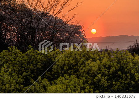 茜色の夕焼け空に沈む大きな夕日と菜の花越しに望む満開の桜並木 140833678
