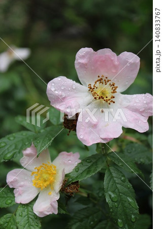 Wildflowers with pink and white petals adorned with raindrops, nestled among lush green leaves in a vibrant garden environment Wildflowers with pink and white petals adorned with raindrops, nestled among lush green leaves in a vibrant garden environment 140833767
