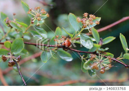 Close-up of a ladybug resting on a green branch with small flowers and leaves, showcasing the intricate details of nature in a garden setting Close-up of a ladybug resting on a green branch with small flowers and leaves, showcasing the intricate details of nature in a garden setting 140833768