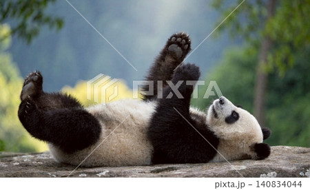 Realistic Adorable giant panda bear sleeping on rock Realistic Adorable giant panda bear sleeping on rock 140834044