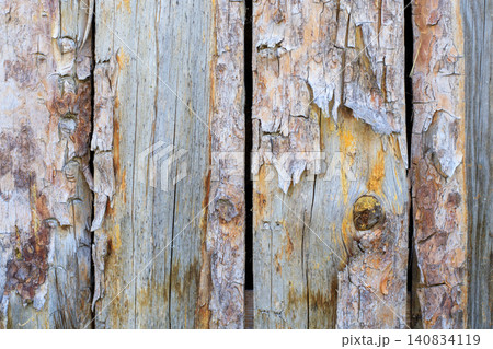 Old pine tree bark backdrop features weathered grey wood fibers. Wooden natural material texture. Old pine tree bark backdrop features weathered grey wood fibers. Wooden natural material texture. 140834119