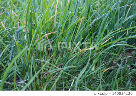 Tall grass on a lawn Tall grass on a lawn 140834120