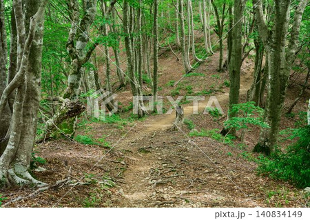 野坂岳の登山道 野坂岳の登山道 140834149