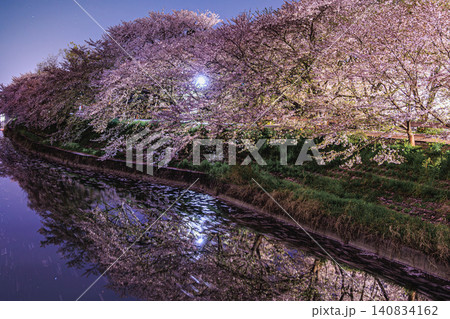 静寂な夜の川面を流れるサクラの流線と両岸を優しく包み込む満開の夜桜 140834162