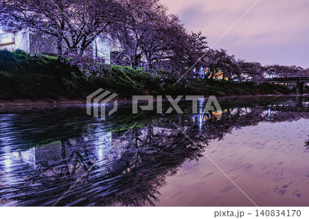街灯に照らされ川面に幻想的な光の帯を描く桜の花筏と満開のサクラ並木 街灯に照らされ川面に幻想的な光の帯を描く桜の花筏と満開のサクラ並木 140834170