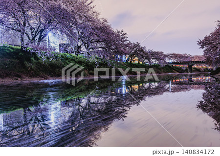 紫色を帯びた夜空を背景に水面に映り込む満開の夜桜と幻想的な光跡 140834172