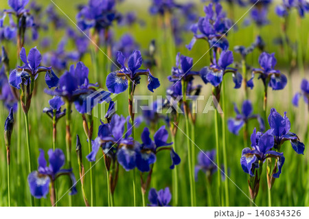 Vibrant purple iris flowers in full bloom Vibrant purple iris flowers in full bloom 140834326