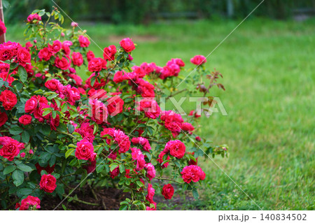 Colorful rose bush with red blooming flowers in lush summer garden landscape background Colorful rose bush with red blooming flowers in lush summer garden landscape background 140834502