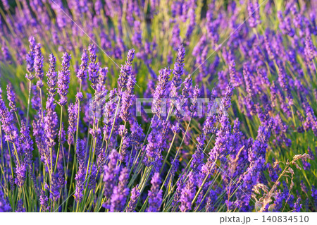 Lavender bushes blooming under warm sunlight in peaceful purple and green summer field background Lavender bushes blooming under warm sunlight in peaceful purple and green summer field background 140834510