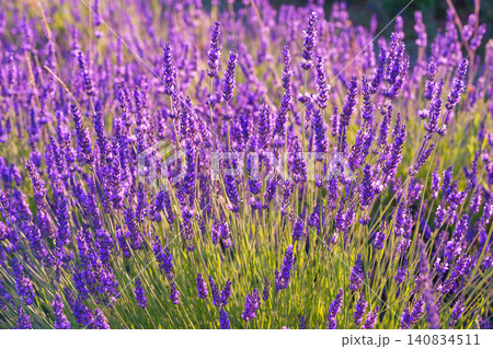 Lavender bushes blooming under warm sunlight in peaceful purple and green summer field background Lavender bushes blooming under warm sunlight in peaceful purple and green summer field background 140834511