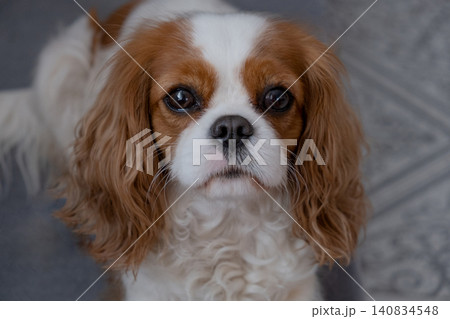 Cavalier King Charles Spaniel Blenheim. Close-up portrait of a cute puppy. Face og the dog on grey background. Cavalier King Charles Spaniel Blenheim. Close-up portrait of a cute puppy. Face og the dog on grey background. 140834548