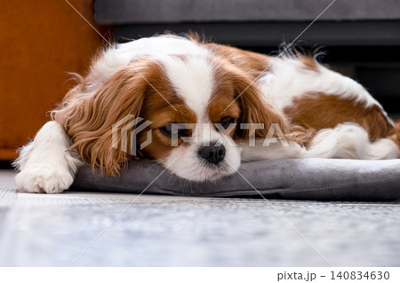 Cavalier King Charles Spaniel Blenheim. Close-up portrait of a cute puppy. Face og the dog on grey background. 140834630