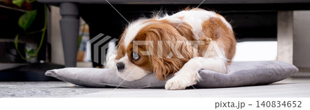 Cavalier King Charles Spaniel Blenheim. Close-up portrait of a cute puppy. Face og the dog on grey background. Cavalier King Charles Spaniel Blenheim. Close-up portrait of a cute puppy. Face og the dog on grey background. 140834652