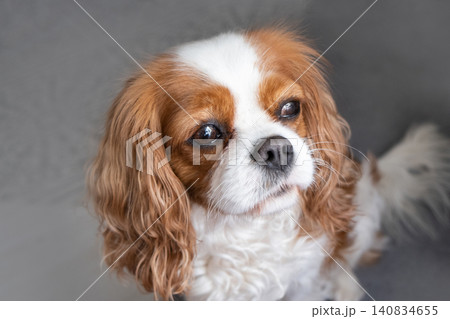 Cavalier King Charles Spaniel Blenheim. Close-up portrait of a cute puppy. Face og the dog on grey background. Cavalier King Charles Spaniel Blenheim. Close-up portrait of a cute puppy. Face og the dog on grey background. 140834655