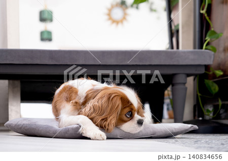 Cavalier King Charles Spaniel Blenheim. Close-up portrait of a cute puppy. Face og the dog on grey background. Cavalier King Charles Spaniel Blenheim. Close-up portrait of a cute puppy. Face og the dog on grey background. 140834656