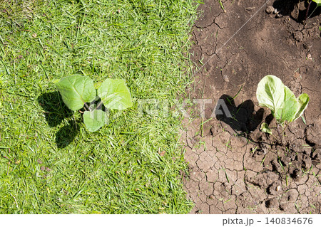 Mulching topsoil on eggplant vegetable bed with mowed grass for biohumus production. Prevents soil erosion Mulching topsoil on eggplant vegetable bed with mowed grass for biohumus production. Prevents soil erosion 140834676
