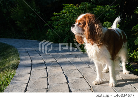 Close-up portrait of cute King Charles Spaniel dog, Blenheim, on a cobblestone path in a summer garden Close-up portrait of cute King Charles Spaniel dog, Blenheim, on a cobblestone path in a summer garden 140834677