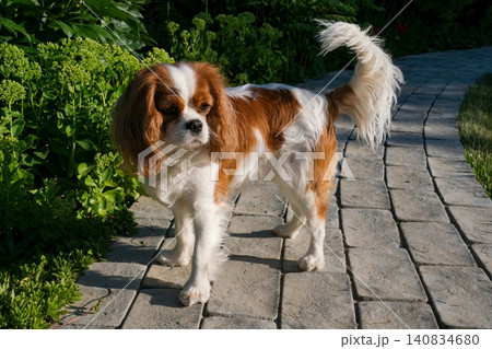 Close-up portrait of cute King Charles Spaniel dog, Blenheim, on a cobblestone path in a summer garden Close-up portrait of cute King Charles Spaniel dog, Blenheim, on a cobblestone path in a summer garden 140834680