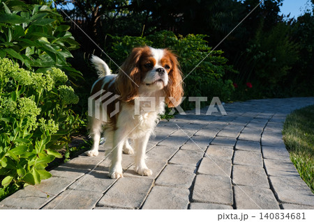 Close-up portrait of cute King Charles Spaniel dog, Blenheim, on a cobblestone path in a summer garden 140834681