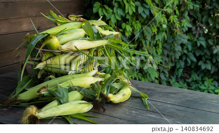 Busket with Freshly picked sweet corn in the garden. Whole corn Organic farm produce for healthy summer meals. Busket with Freshly picked sweet corn in the garden. Whole corn Organic farm produce for healthy summer meals. 140834692