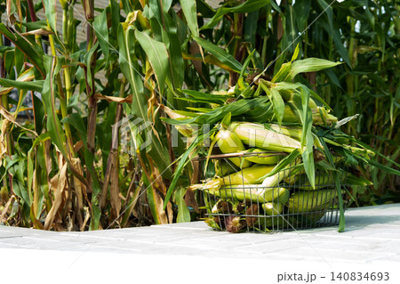 Busket with Freshly picked sweet corn in the garden. Whole corn Organic farm produce for healthy summer meals. Busket with Freshly picked sweet corn in the garden. Whole corn Organic farm produce for healthy summer meals. 140834693