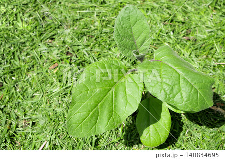 Mulching topsoil on eggplant vegetable bed with mowed grass for biohumus production. Prevents soil erosion Mulching topsoil on eggplant vegetable bed with mowed grass for biohumus production. Prevents soil erosion 140834695