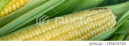 banner. Fresh sweet corn cobs on rustic wood. Whole corn with yellow kernels. Organic farm produce for healthy meals banner. Fresh sweet corn cobs on rustic wood. Whole corn with yellow kernels. Organic farm produce for healthy meals 140834726