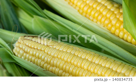 Fresh sweet corn cobs on rustic wood. Whole corn with bright yellow kernels. Organic farm produce for healthy meals 140834735