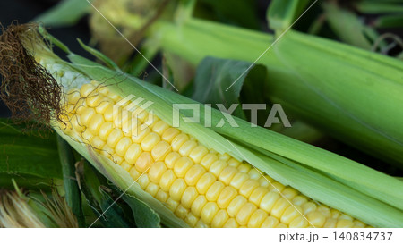 Fresh sweet corn cobs on rustic wood. Whole corn with bright yellow kernels. Organic farm produce for healthy meals 140834737